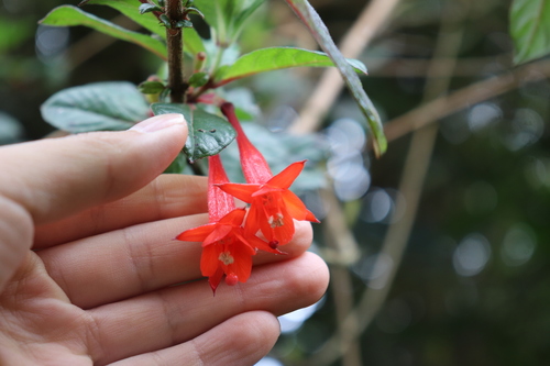 Volcan's fuchsia (Fuchsia vulcanica)