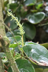 Peperomia peltigera