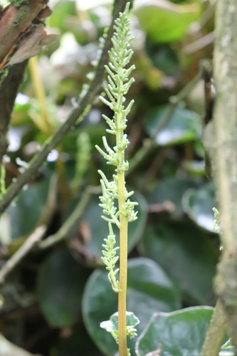Peperomia peltigera, photograph 2