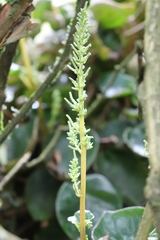 Peperomia peltigera, photograph Zihao Wang, CC BY, iNaturalist via GBIF