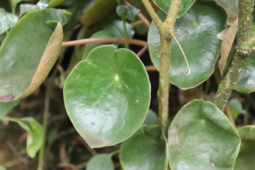 Peperomia peltigera, photograph 1