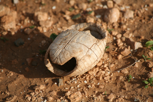 Moorish Tortoise