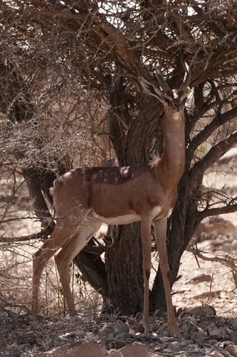 Northern Gerenuk