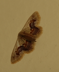 Idaea gemmaria