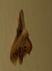 Idaea gemmaria