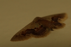 Idaea gemmaria