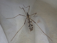 Austrolimnophila atripes