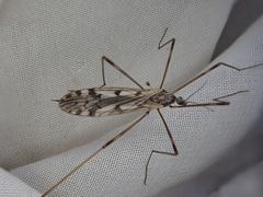 Austrolimnophila atripes