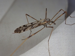 Austrolimnophila atripes