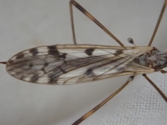 Austrolimnophila atripes