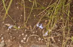 Lobelia flaccida