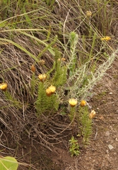 Helichrysum herbaceum