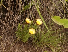 Helichrysum herbaceum