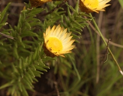 Helichrysum herbaceum
