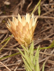 Helichrysum herbaceum