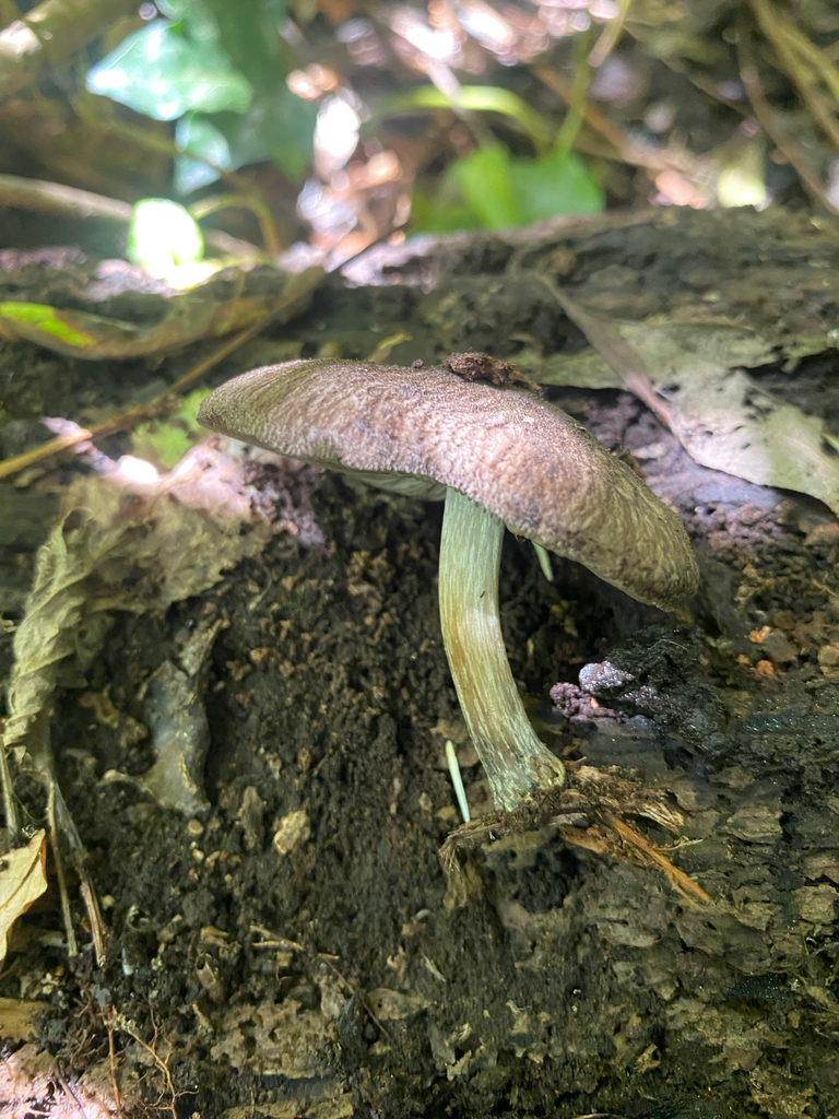 Pluteus velutinornatus · February 2026 · photo: © hannah_whittall (iNaturalist, cc-by)