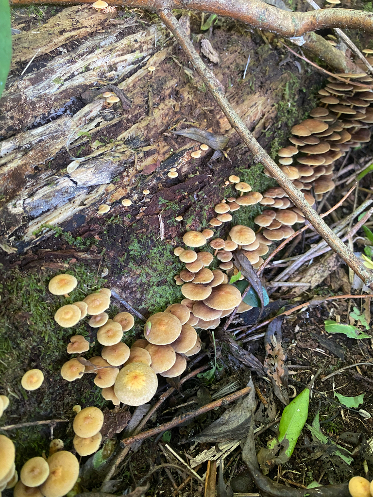 Hypholoma acutum · February 2026 · photo: © hannah_whittall (iNaturalist, cc-by)