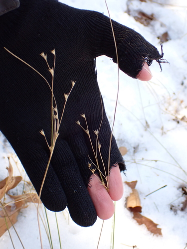 greater poverty rush (Juncus anthelatus)
