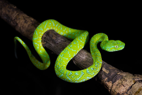 Guatemala Palm Pit Viper