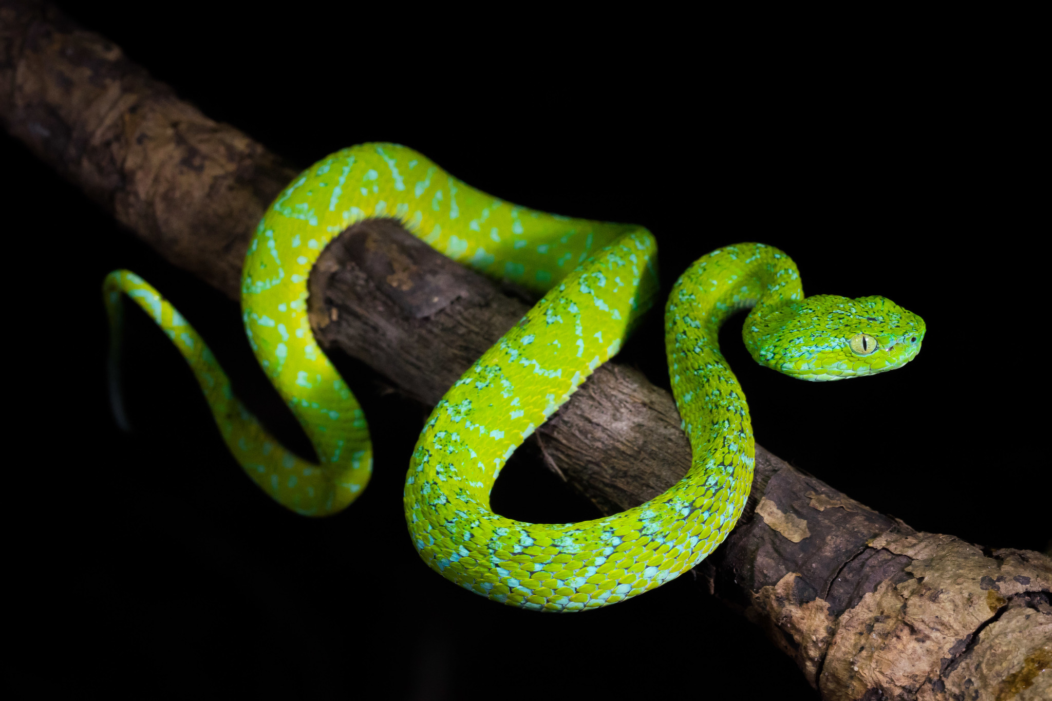 Green Bush Viper (Atheris chlorechis) · iNaturalist Guatemala