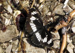 Neptis rivularis