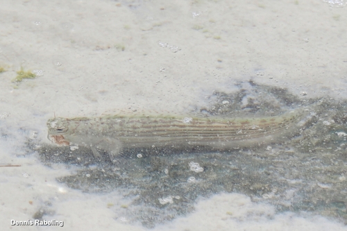 Blenniella cyanostigma observed 2026-01-18