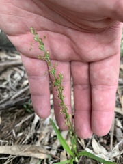 Plantago gaudichaudii