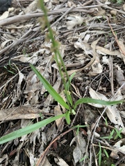 Plantago gaudichaudii