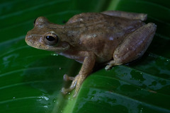 Ptychohyla euthysanota