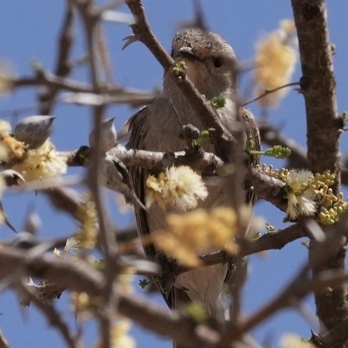 African Gray Flycatcher