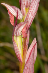 Serapias parviflora