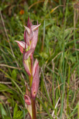 Serapias parviflora