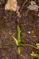 Serapias parviflora