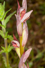 Serapias parviflora