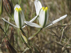 Albuca longipes