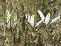 Albuca longipes