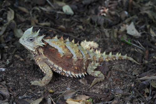 Giant Horned Lizard