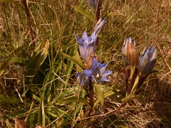 Gentiana kaufmanniana