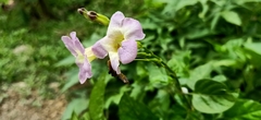 Asystasia gangetica gangetica
