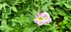 Asystasia gangetica gangetica