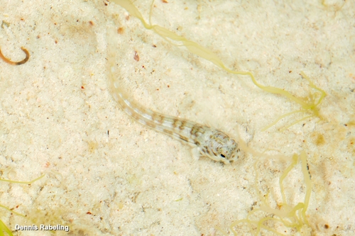 Blenniella cyanostigma observed 2026-01-18