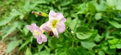 Asystasia gangetica gangetica