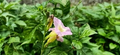 Asystasia gangetica gangetica