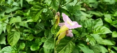 Asystasia gangetica gangetica