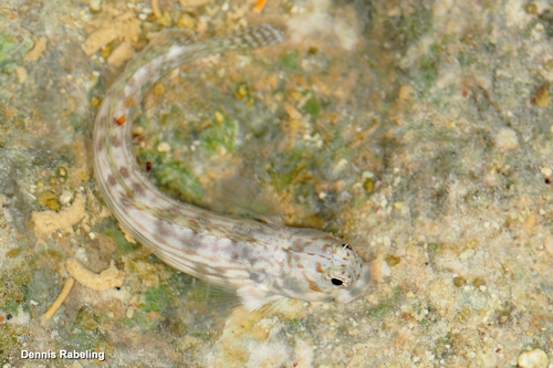 Blenniella cyanostigma observed 2026-01-18