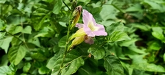 Asystasia gangetica gangetica