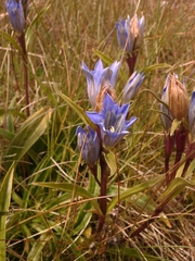 Gentiana kaufmanniana