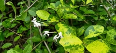 Asystasia gangetica gangetica