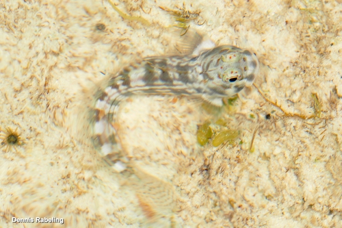 Blenniella cyanostigma observed 2026-01-18