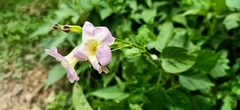 Asystasia gangetica gangetica